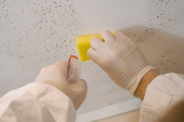 Best Real Estate Mold Inspection  in Santa Clara, OR
